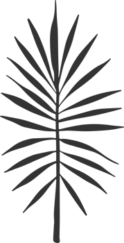 Hand drawn Abstract Leaf and Branch png