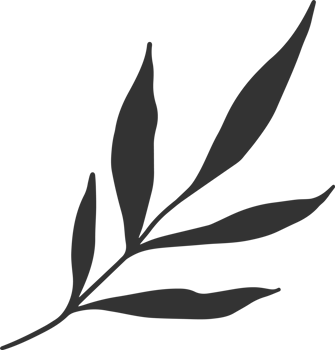 Hand drawn Abstract Leaf and Branch png