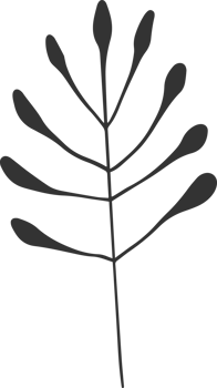 Hand drawn Abstract Leaf and Branch png