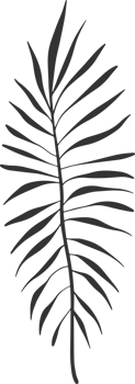 Hand drawn Abstract Leaf and Branch png