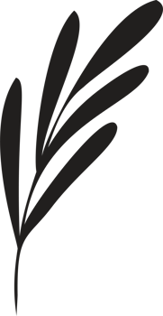 Hand drawn Abstract Leaf and Branch png