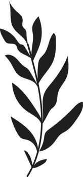 Hand drawn Abstract Leaf and Branch png