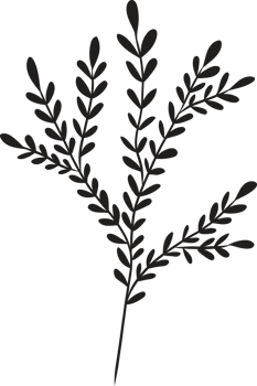 Hand drawn Abstract Leaf and Branch png