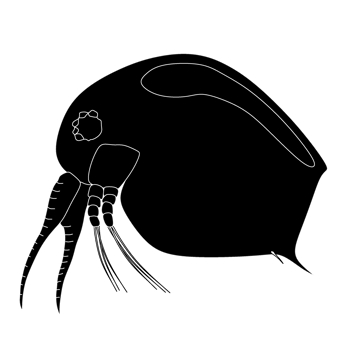 Plankton, water flea, zooplankton icon. Colorful cartoon cute animal icon isolated png