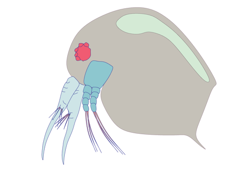 Plankton, water flea, zooplankton icon. Colorful cartoon cute animal icon isolated png