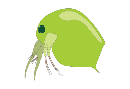 Plankton, water flea, zooplankton icon. Colorful cartoon cute animal icon isolated png
