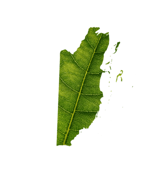 Belize map made of green leaves, concept ecology Map green leaf png
