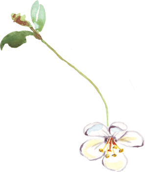 Cherry flowers. Watercolor clipart png