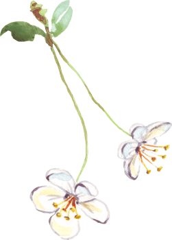 Cherry flowers. Watercolor clipart png