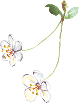 Cherry flowers. Watercolor clipart png