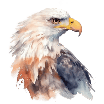 Watercolor eagle isolated. png