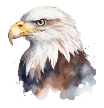 Watercolor eagle isolated. png