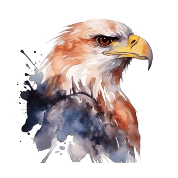 Watercolor eagle isolated. png
