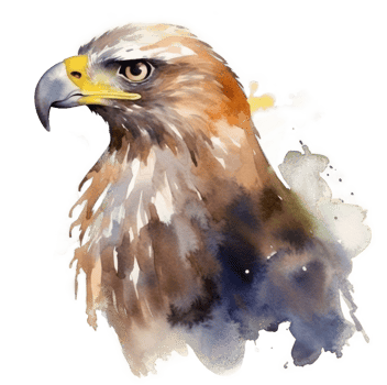 Watercolor eagle isolated. png