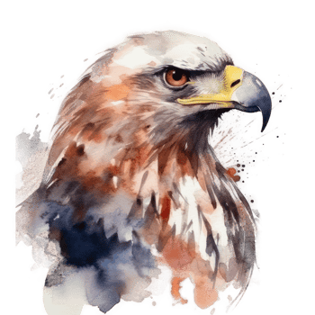 Watercolor eagle isolated. png