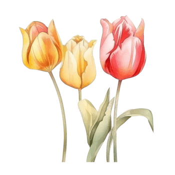 Watercolor tulip flower. png