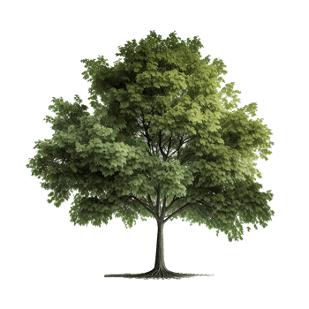 Green Natural Tree Isolated. png