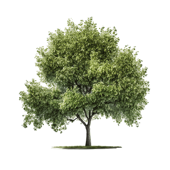 Green Natural Tree Isolated. png