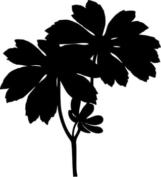 Vector silhouette of Flower on white background