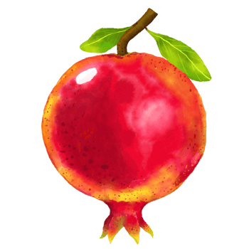 Watercolor and drawing for fresh sweet red pomegranat. Digital painting of fruits illustration. png