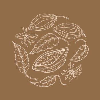 Cocoa. Hand drawing Cocoa beans, sketch of leaves, flowers and cocoa tree. Organic product. Doodle sketch for cafe, shop, menu. Parts of plants. For label, logo, emblem, symbol.Vector illustration vector