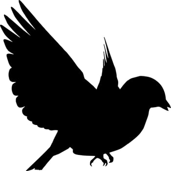 Vector silhouette of Birds on white background