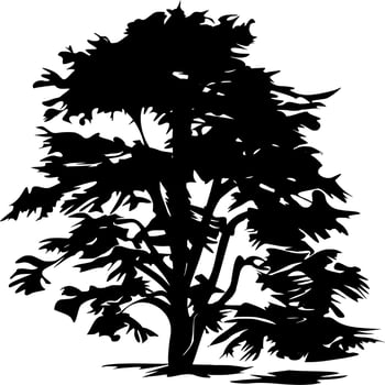 Vector silhouette of Tree on white background