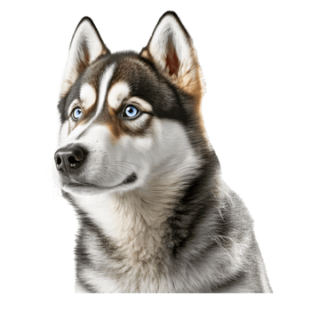 cartoon dog PNG transparent