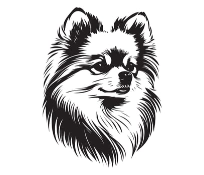 Pomeranian Face, Silhouette Dog Face, black and white Pomeranian vector
