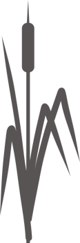 Silhouette of a reed in the grass. Swamp and river plants. Cattail flat illustration png