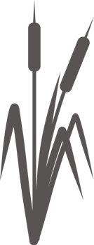 Silhouette of a reed in the grass. Swamp and river plants. Cattail flat illustration png