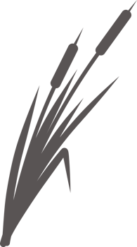 Silhouette of a reed in the grass. Swamp and river plants. Cattail flat illustration png