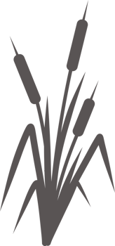 Silhouette of a reed in the grass. Swamp and river plants. Cattail flat illustration png
