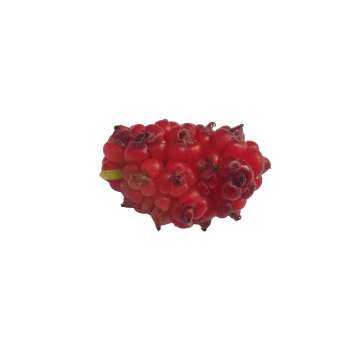 Red mulberry on transparent background png