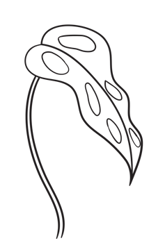 Hand Draw Branch with Leaves, Line Art png