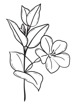 Hand draw, Branch with Flowers,Line Art png