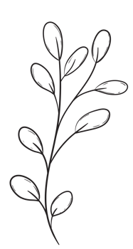 Hand Draw Branch with Leaves, Line Art png