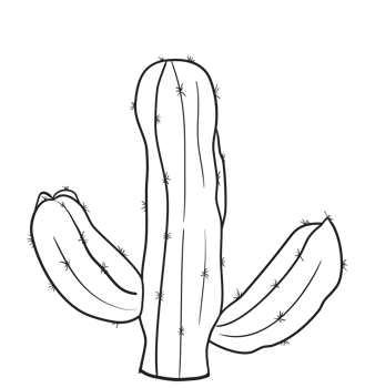 Hand Draw Cactus Line Art png