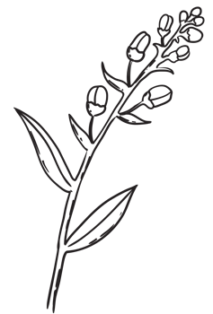Hand draw, Branch with Flowers,Line Art png