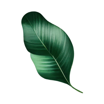 Tropical leaves in watercolor . png