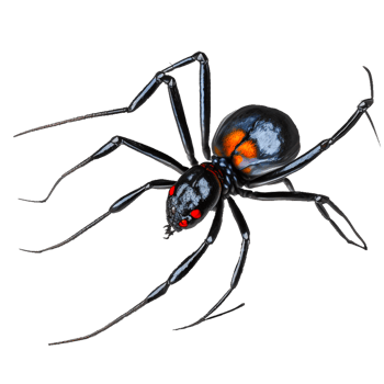 black widow spider illustration png