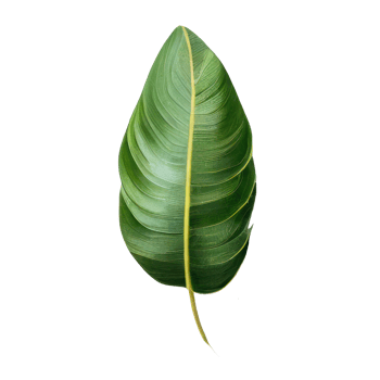 Tropical leaves in watercolor . png