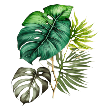 Monstera leaves free illustration png