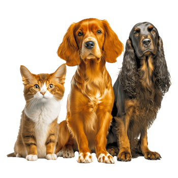 dog and cat free illustration icons png