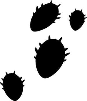 Vector silhouette of beetle on white background
