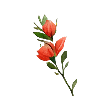 Roses watercolor . png