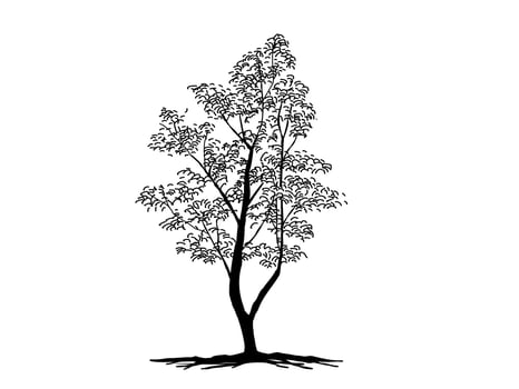 Black Branch Tree or Naked trees silhouettes. Hand drawn isolated illustrations. vector