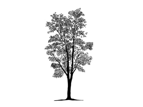 Black Branch Tree or Naked trees silhouettes. Hand drawn isolated illustrations. vector