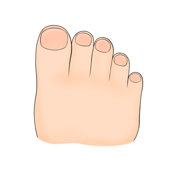toes human body part cartoon illustration png