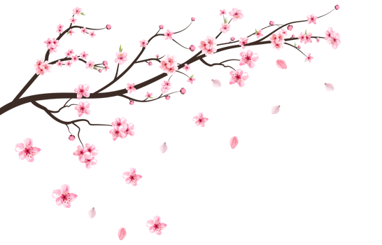 Realistic cherry blossom branch PNG. Pink Sakura flower falling. Sakura with blooming watercolor flower. Cherry blossom leaves falling. Japanese Cherry blossom PNG. Watercolor cherry flower PNG. png